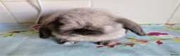Mini Lop rabbits for sale: Pedigree Mini Lops - Advert 6