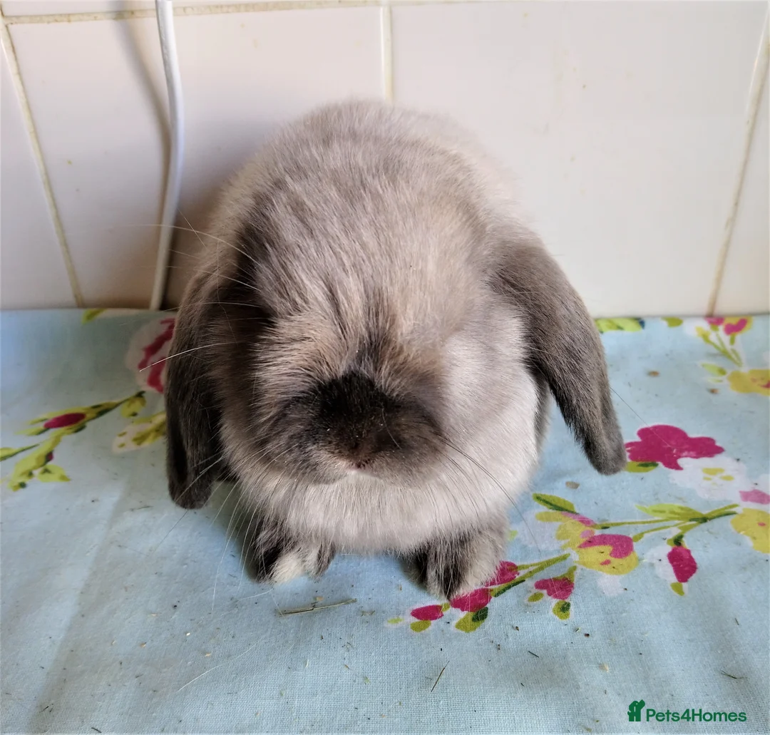 Mini Lop rabbits for sale: Pedigree Mini Lops - Advert 6