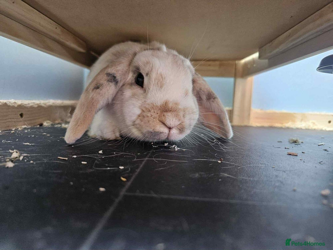Dwarf Lop rabbits for sale: Trio of Dwarf Lop Rabbits - Image 4