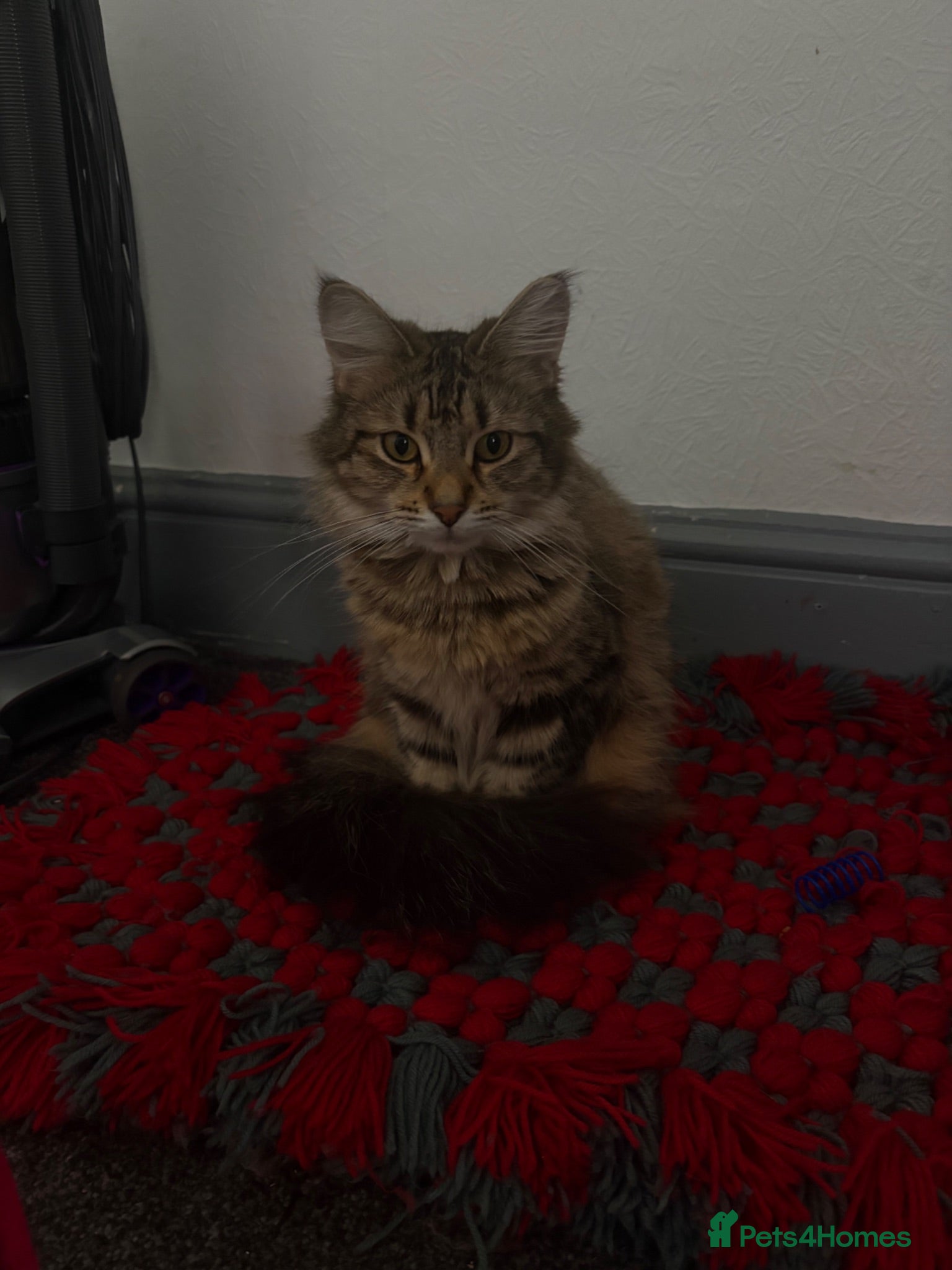 Mixed Breed cats Domestic medium haired cat - Advert 1