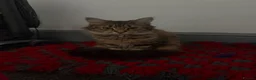 Mixed Breed cats for sale: Domestic medium haired cat - Advert 1