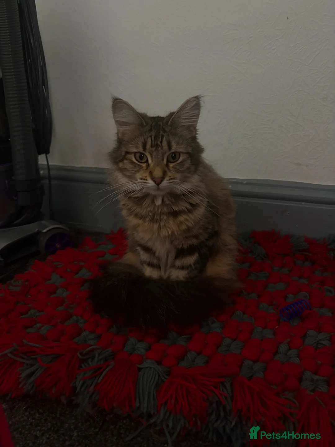 Mixed Breed cats for sale: Domestic medium haired cat - Advert 1