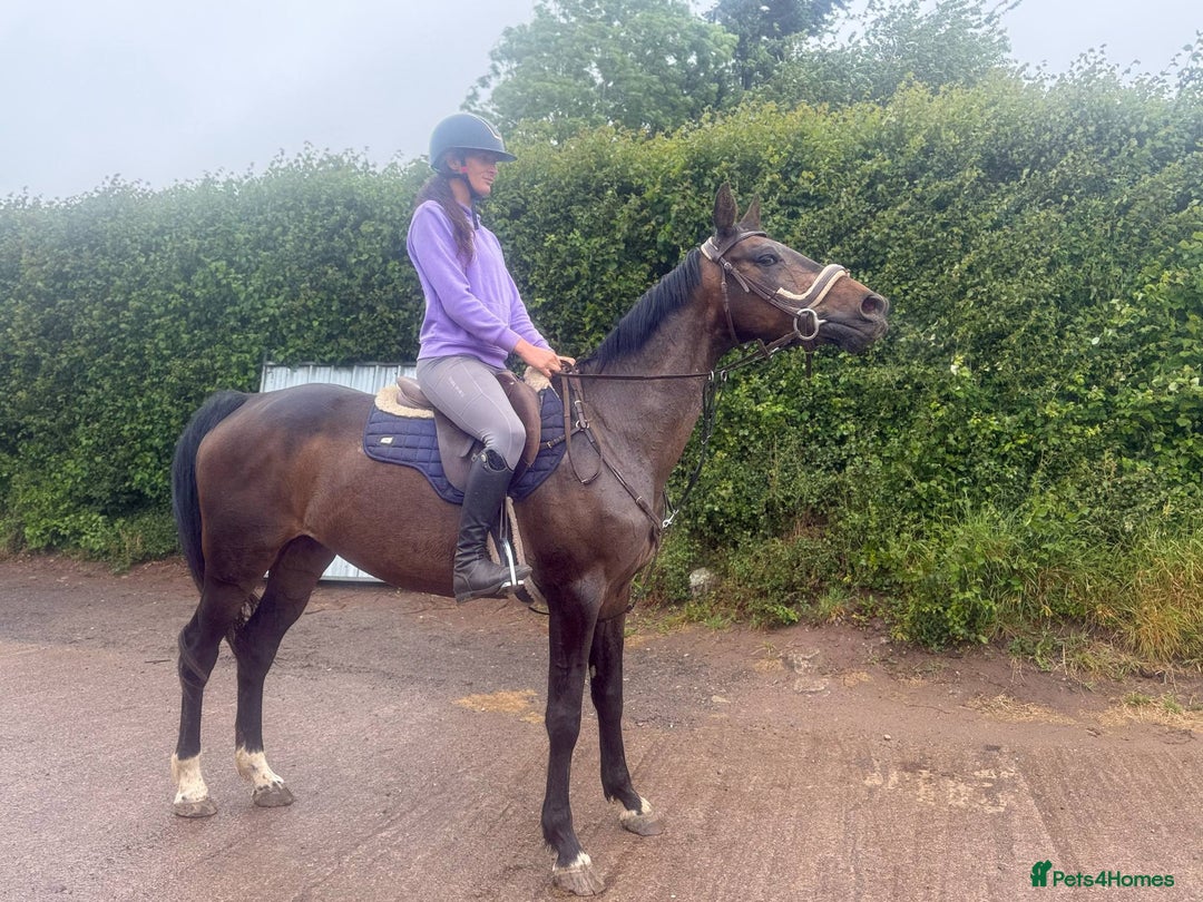 British Warmblood horses for sale: Wish - A willing summer project  in Cwmbran - Image 5