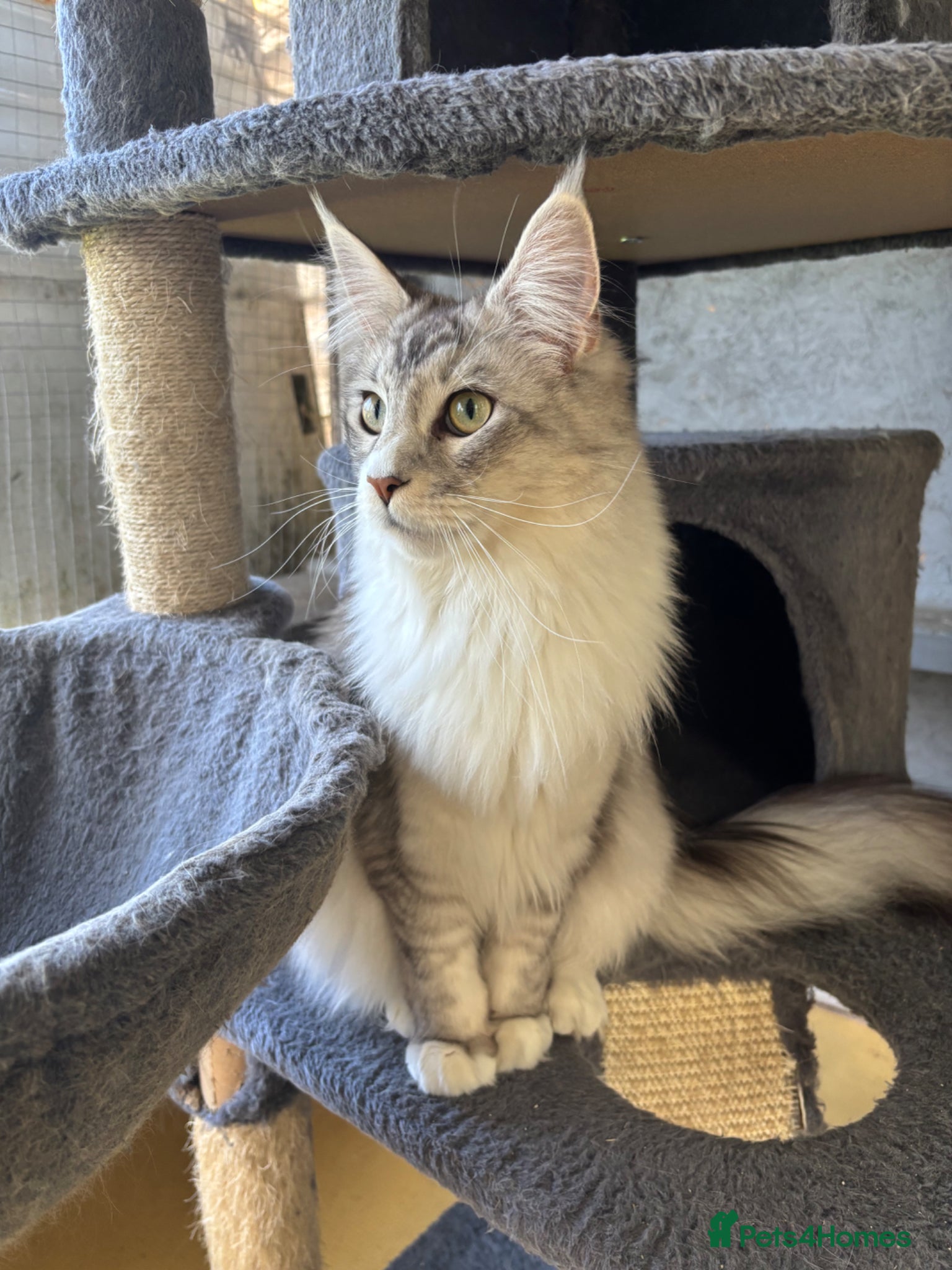 Maine Coon cats TICA Registered Maine Coon - Male  - Advert 2