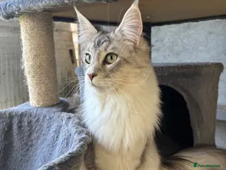 Maine Coon cats TICA Registered Maine Coon - Male - Advert 1