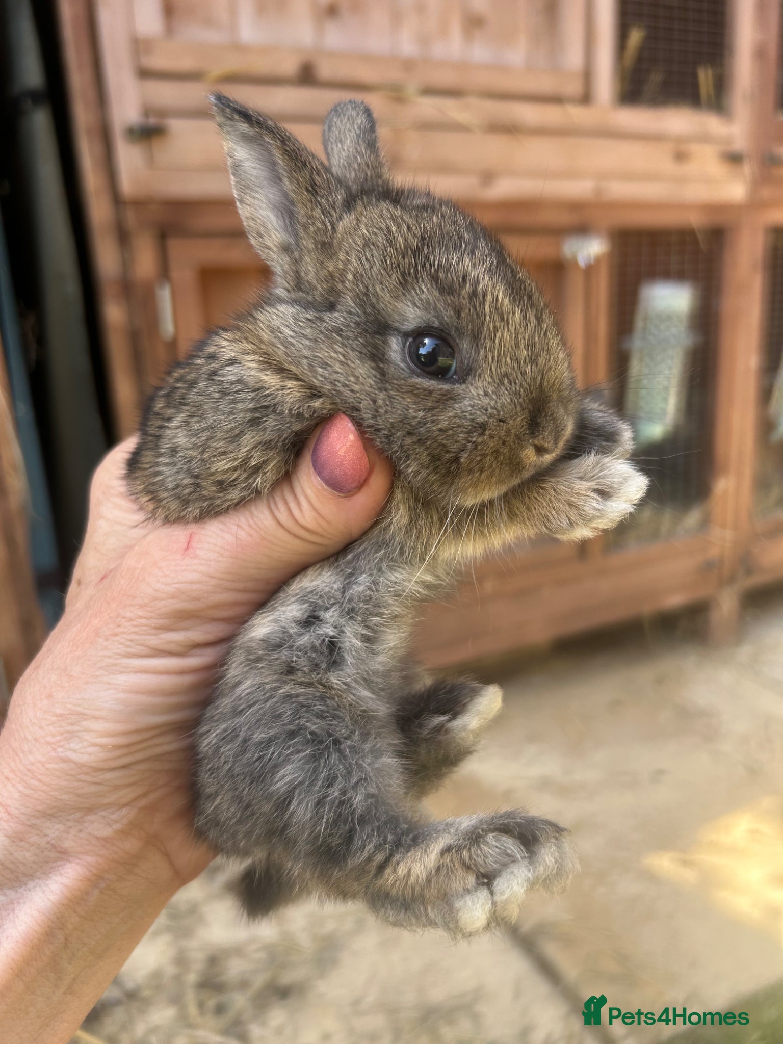Mini Lop rabbits for sale: Stunning pure mini lop & Mini Rex X ML   - Advert 10