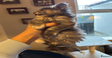 Maine Coon cats Stunning XL Purebred Main Coon kittens-last couple - Advert 11