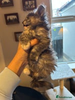 Maine Coon cats Stunning XL Purebred Main Coon kittens-last couple - Advert 8