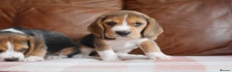 Beagle dogs for sale: Quality Health Tested Beagle Puppies - Advert 3