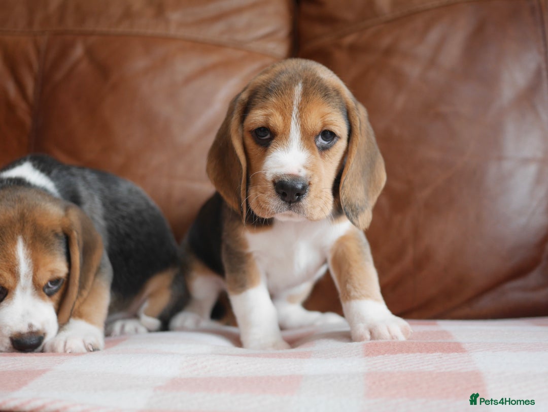 Beagle dogs for sale: Quality Health Tested Beagle Puppies - Advert 3