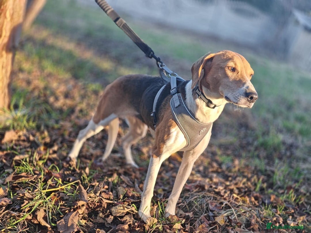 Mixed Breed dogs for adoption: ❤️Radna-affectionate 2 year old Estonian Hound❤️ - Advert 13