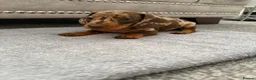 Miniature Dachshund dogs for sale: miniature dachshund - Advert 11