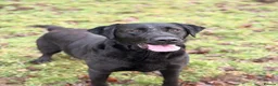 Labrador Retriever dogs for stud: Labrador for stud - Advert 2