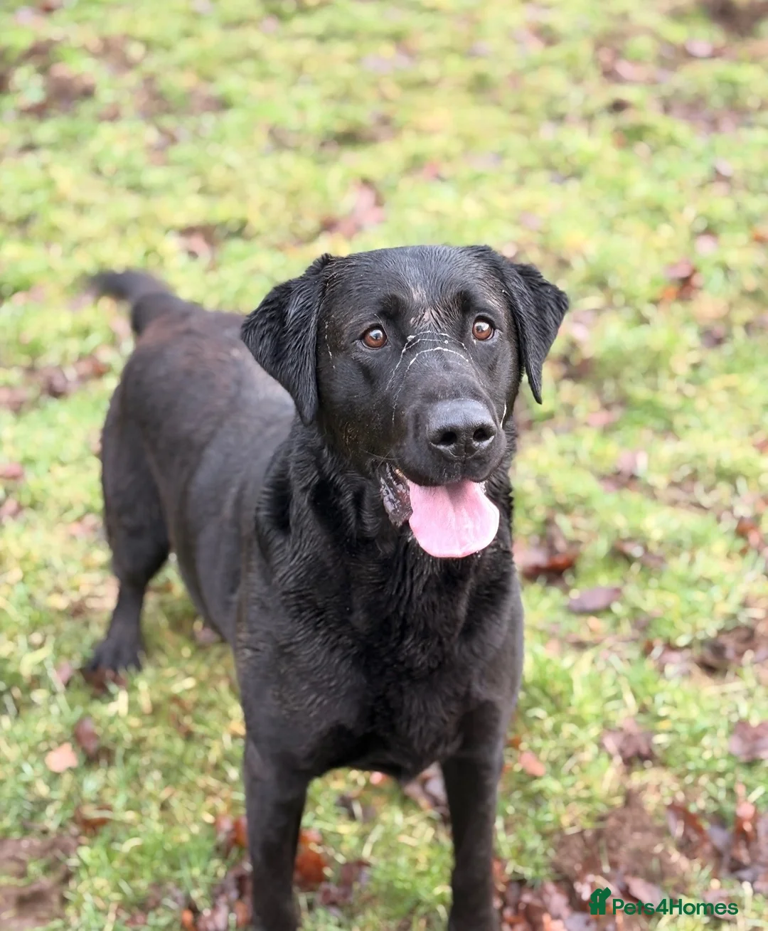 Labrador Retriever dogs for stud: Labrador for stud - Advert 2