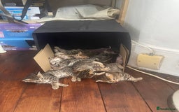 Mixed Breed cats for sale: 7 Half Snow Bengal kittens - Image 2