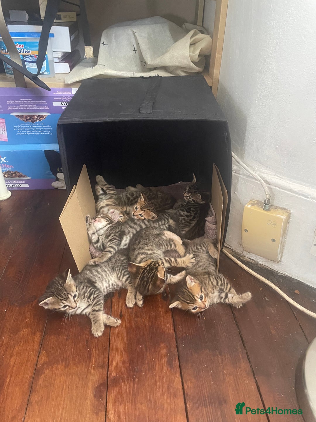 Mixed Breed cats for sale: 7 Half Snow Bengal kittens - Image 2