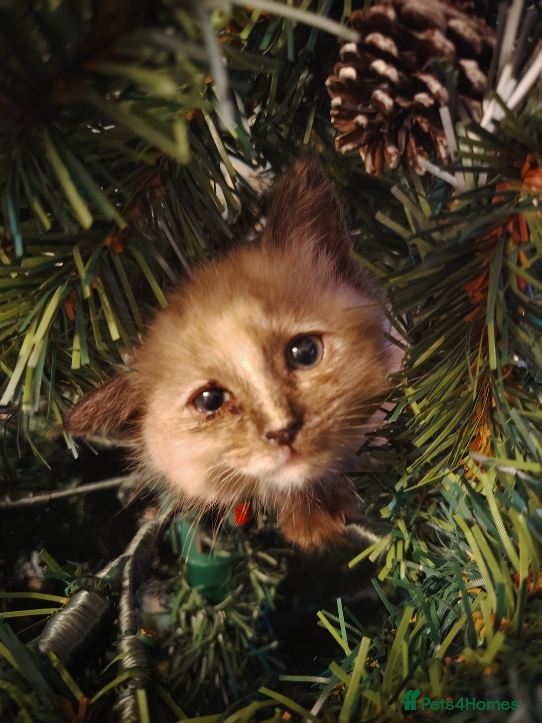 Ragdoll cats for sale: Gorgeous Tonkdoll kittens - Advert 5