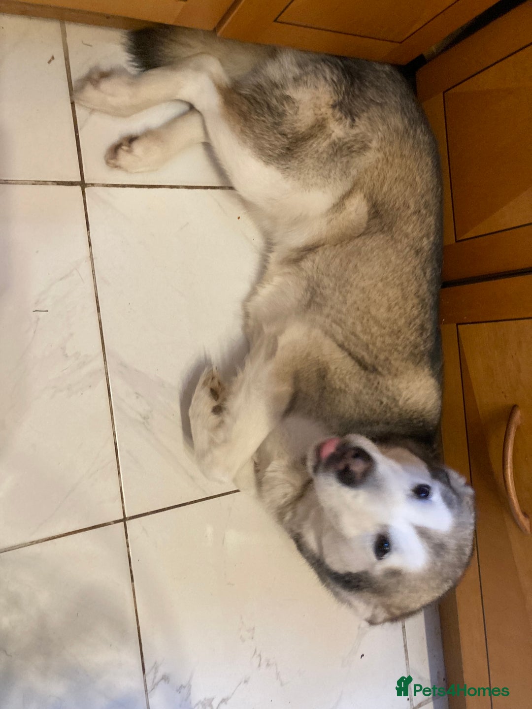 Mixed Breed dogs for sale: Alaskan malamute cross husky - Advert 5