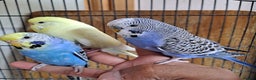 Budgerigars birds for sale: Hand tamed baby budgies for sale  - Advert 13