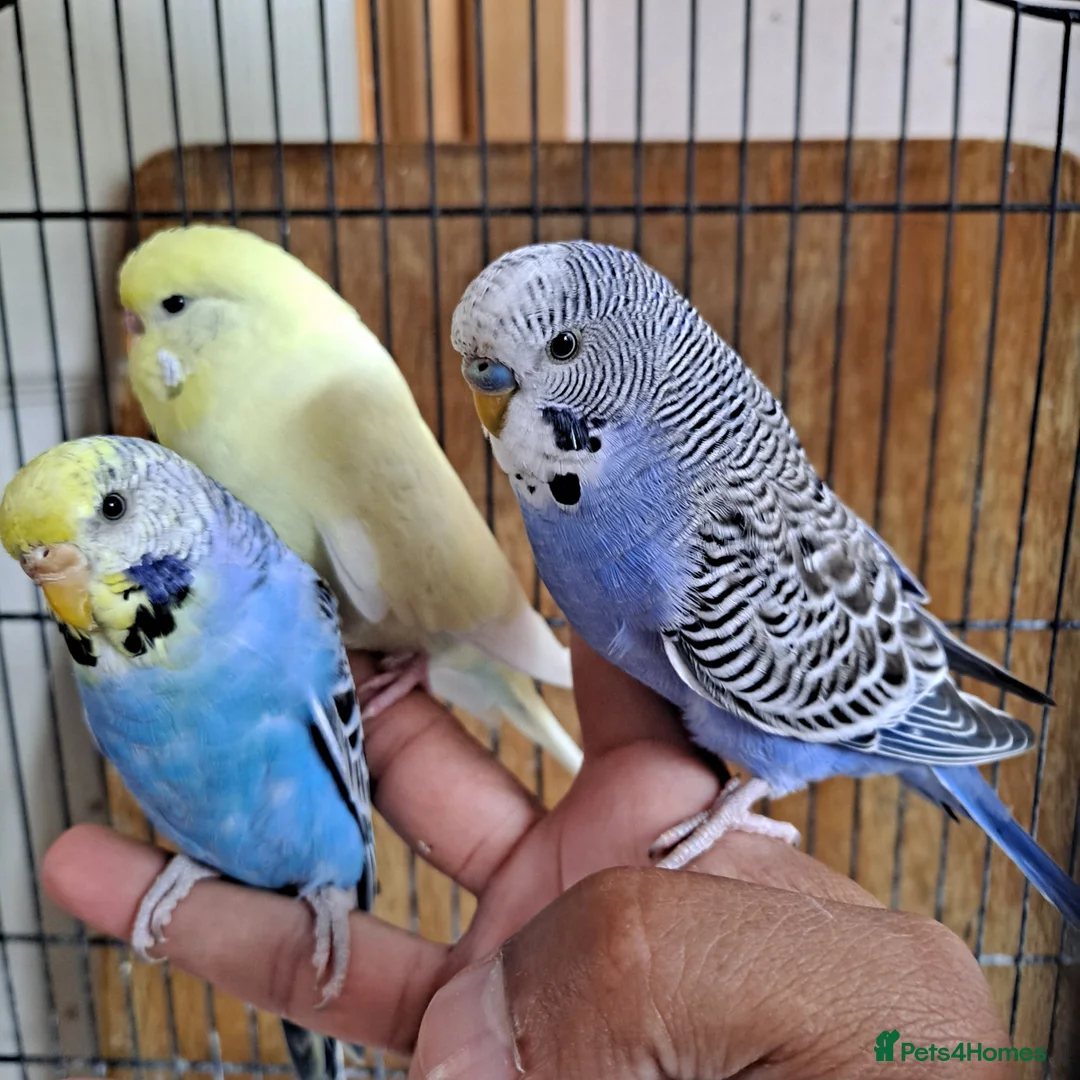 Budgerigars birds for sale: Hand tamed baby budgies for sale  - Advert 14