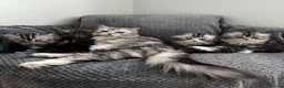 Scottish Fold cats for sale: Scottish Fold/Straight - Advert 15