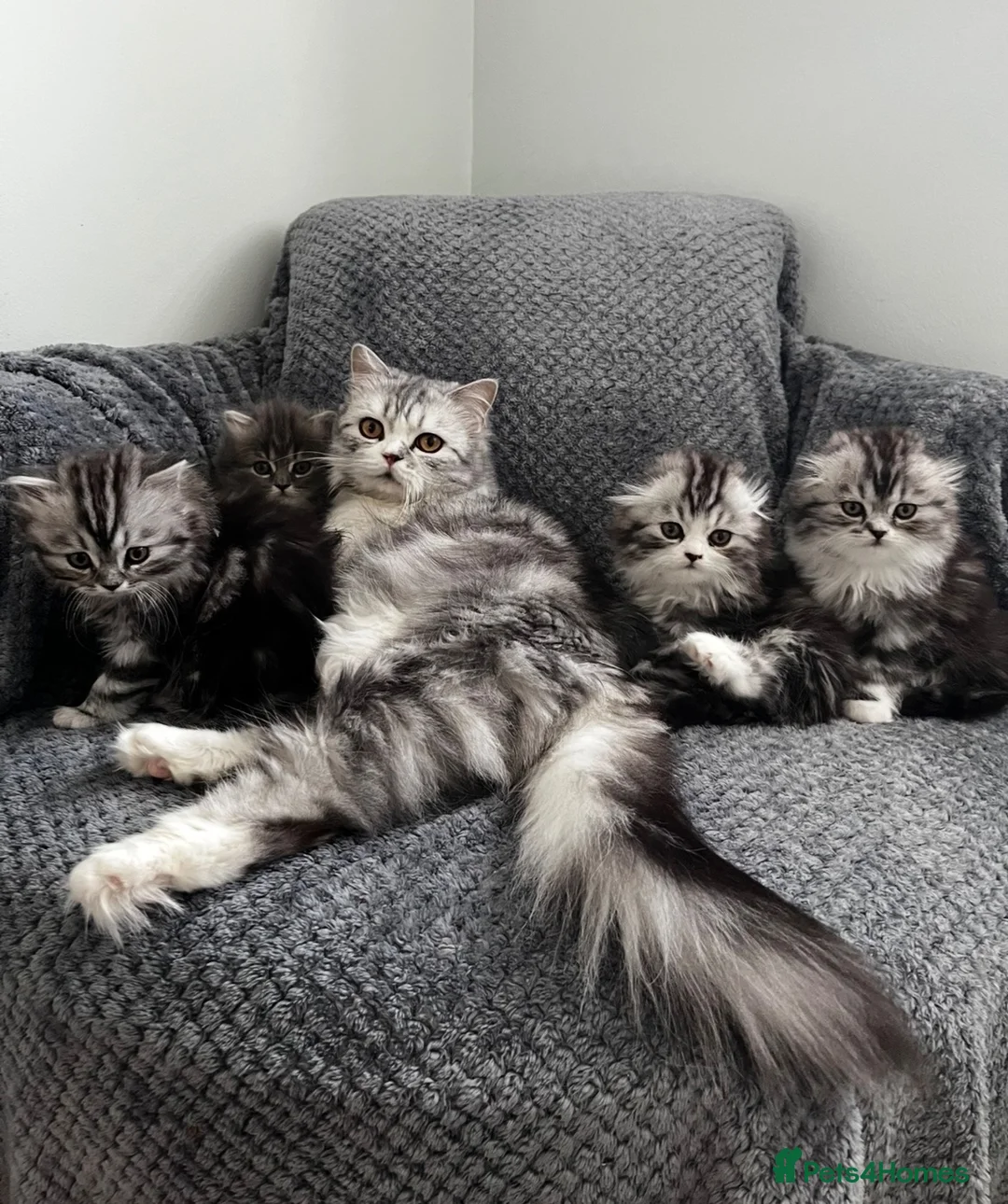 Scottish Fold cats for sale: Scottish Fold/Straight - Advert 15