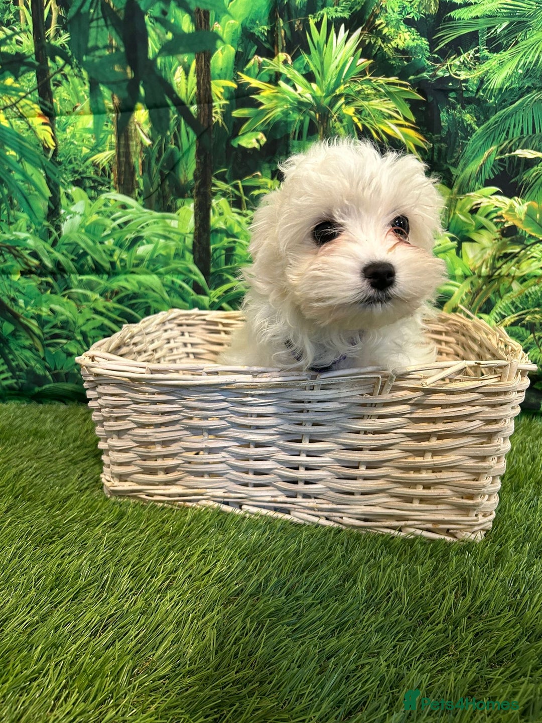 Maltese dogs for sale: Bichon Maltese looking for a new home - Advert 3