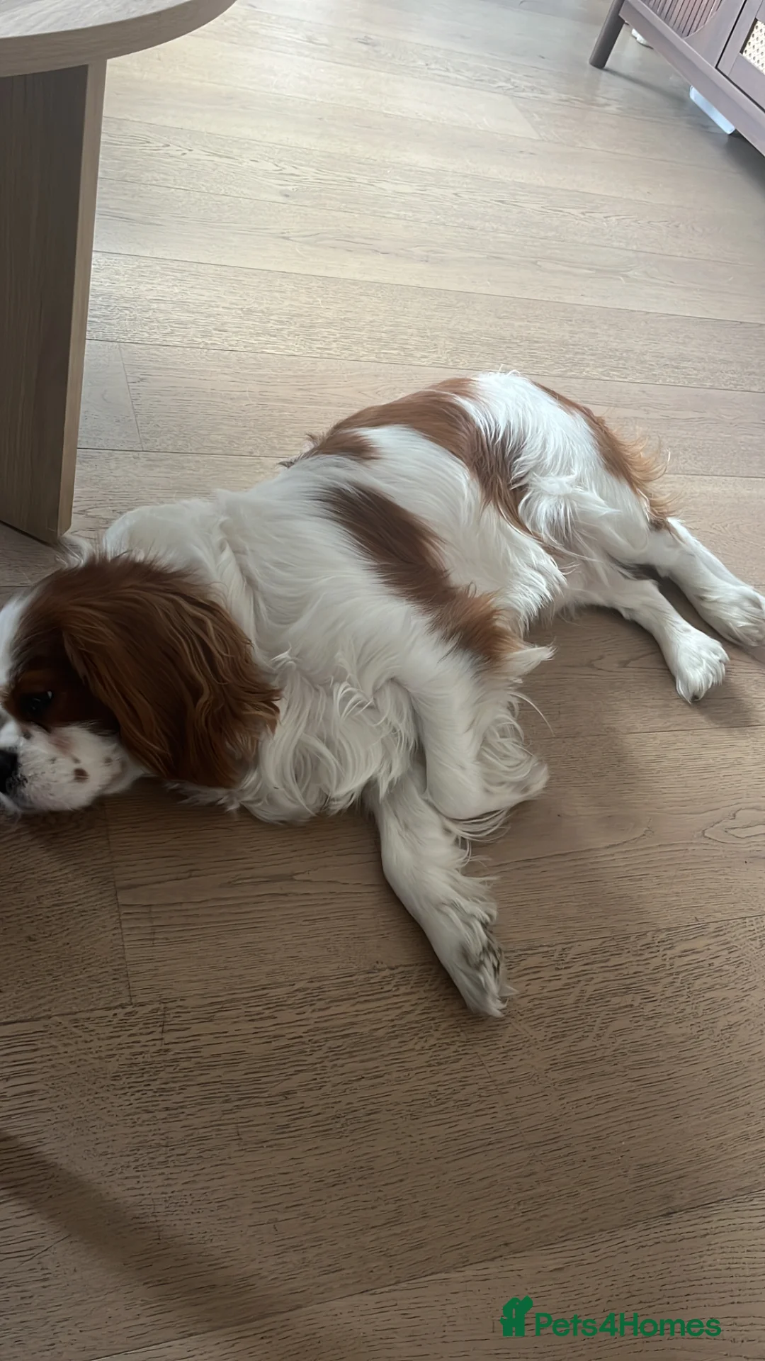 Cavalier King Charles Spaniel dogs for sale: Loving Cavalier King Charles looking for home! - Advert 4