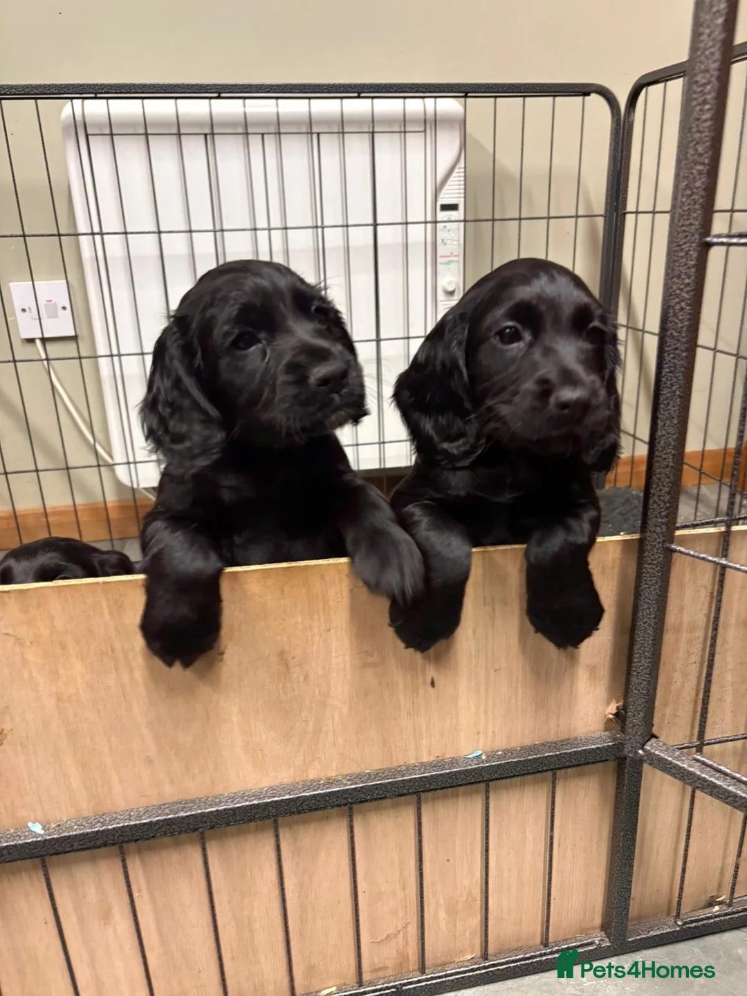 Cocker Spaniel dogs for sale: Cocker Spaniel puppies looking for homes - Advert 5