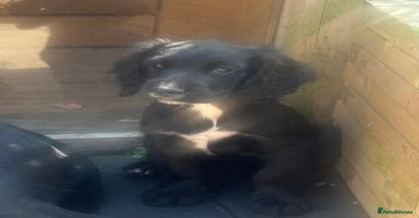 Cocker Spaniel dogs - Advert 9