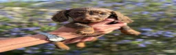 Dachshund dogs for sale: KEC REG MINIATURE LONG HAIRED dachshund puppies - Advert 6