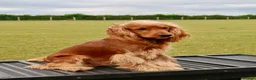 Cocker Spaniel dogs for stud: Show Cocker Spaniel at Stud  - Advert 6