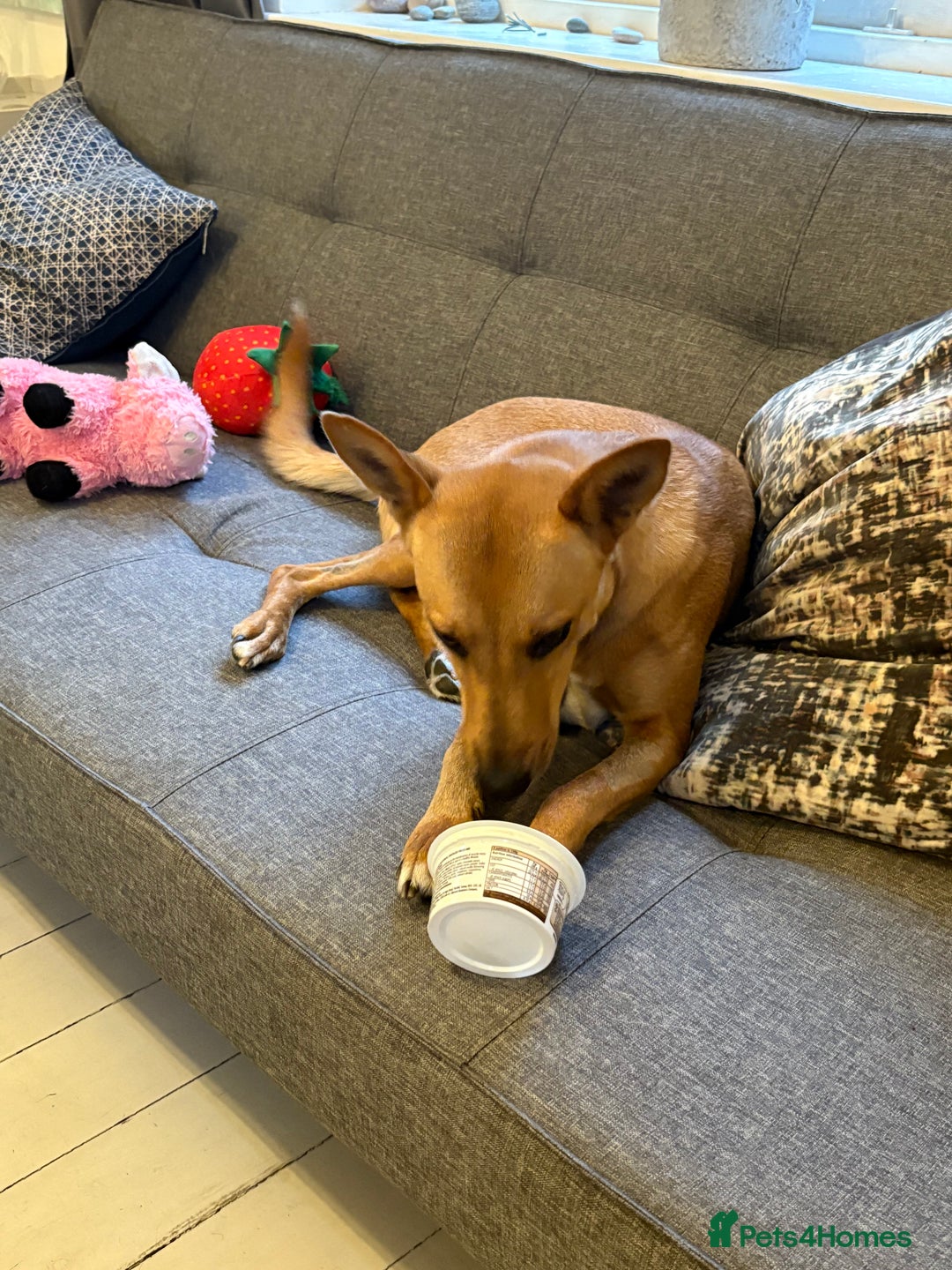 Mixed Breed dogs for sale: FREE DOG - Advert 3