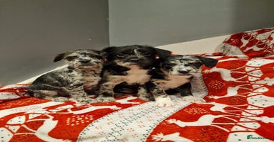 Mixed Breed dogs Frenchi /Mini Poodle Puppies First Gen ❤️  - Advert 8