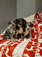 Mixed Breed dogs Frenchi /Mini Poodle Puppies First Gen ❤️ - Advert 8