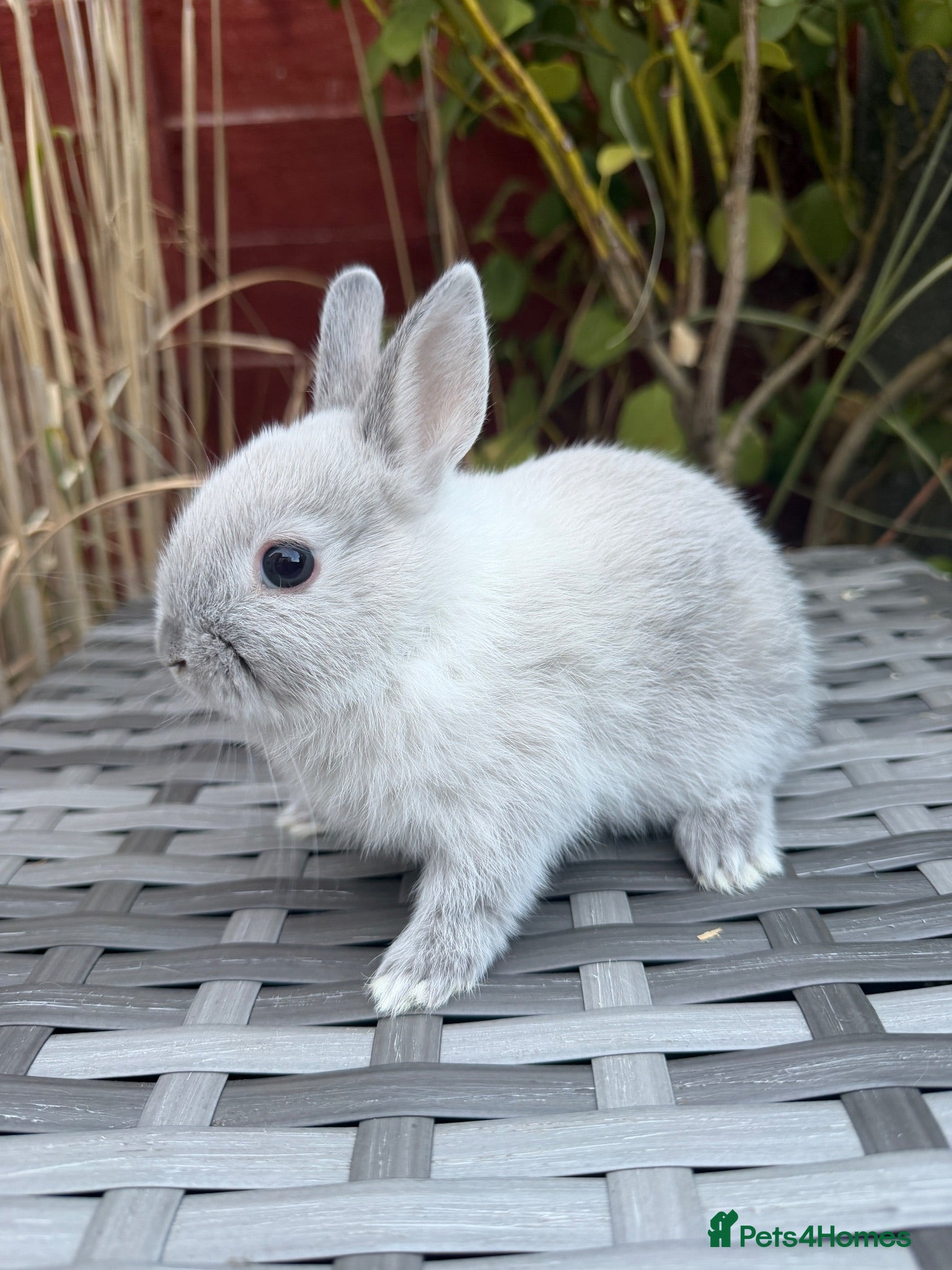 Netherland Dwarf rabbits Last bunny available Purebred Netherland Dwarf - Advert 1