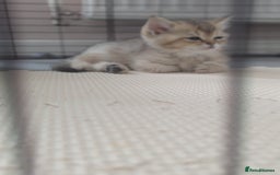 Scottish Fold cats for sale: Scottish fold straight  - Image 12