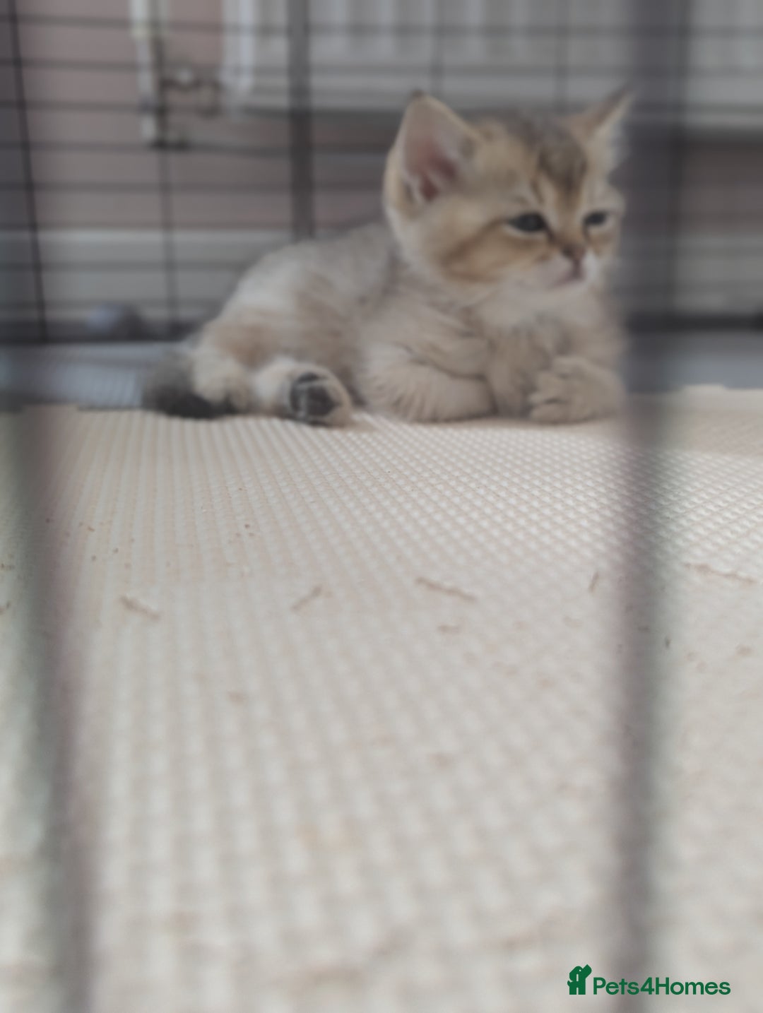 Scottish Fold cats for sale: Scottish fold straight  - Image 12