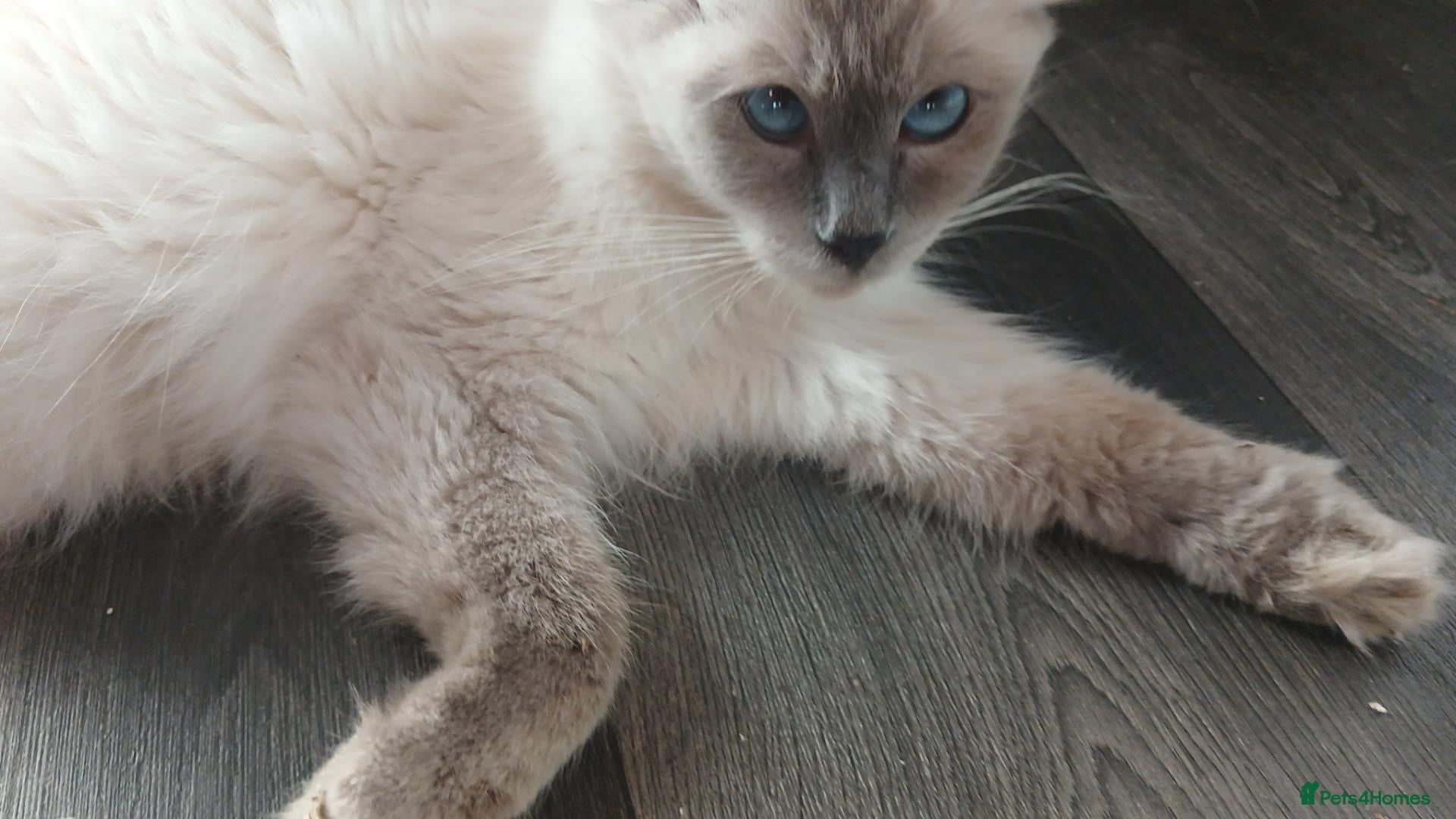 Mixed Breed cats Super fluffy ragdoll kittens. Cuddly teddy bears - Advert 2