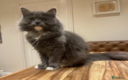 Mixed Breed cats for sale: Gorgeous half Persian fluffy Kittens  - Image 19