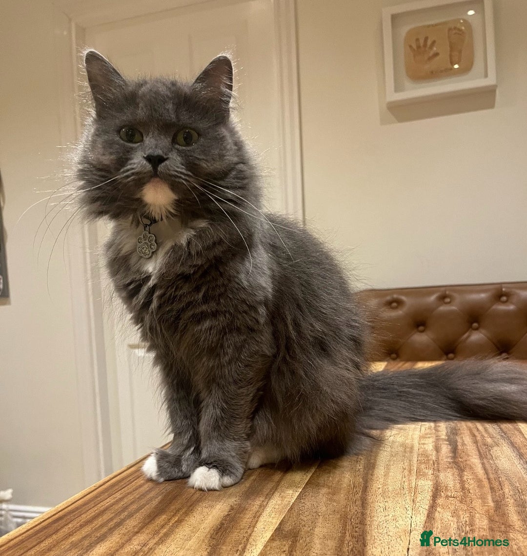 Mixed Breed cats for sale: Gorgeous half Persian fluffy Kittens  - Image 19