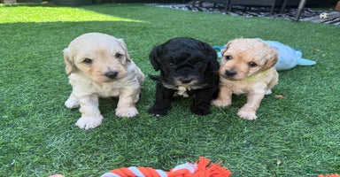 Cockapoo dogs - Advert 6