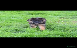 German Shepherd dogs for sale: German Shepherd pups  - Image 12