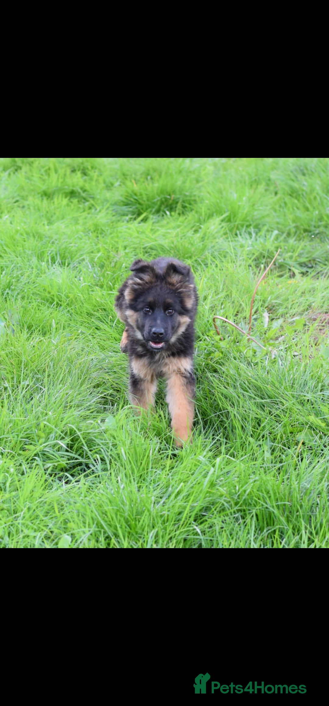 German Shepherd dogs for sale: German Shepherd pups  - Image 12