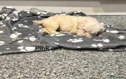 Cockapoo dogs for sale: F1B cockapoo - Image 13