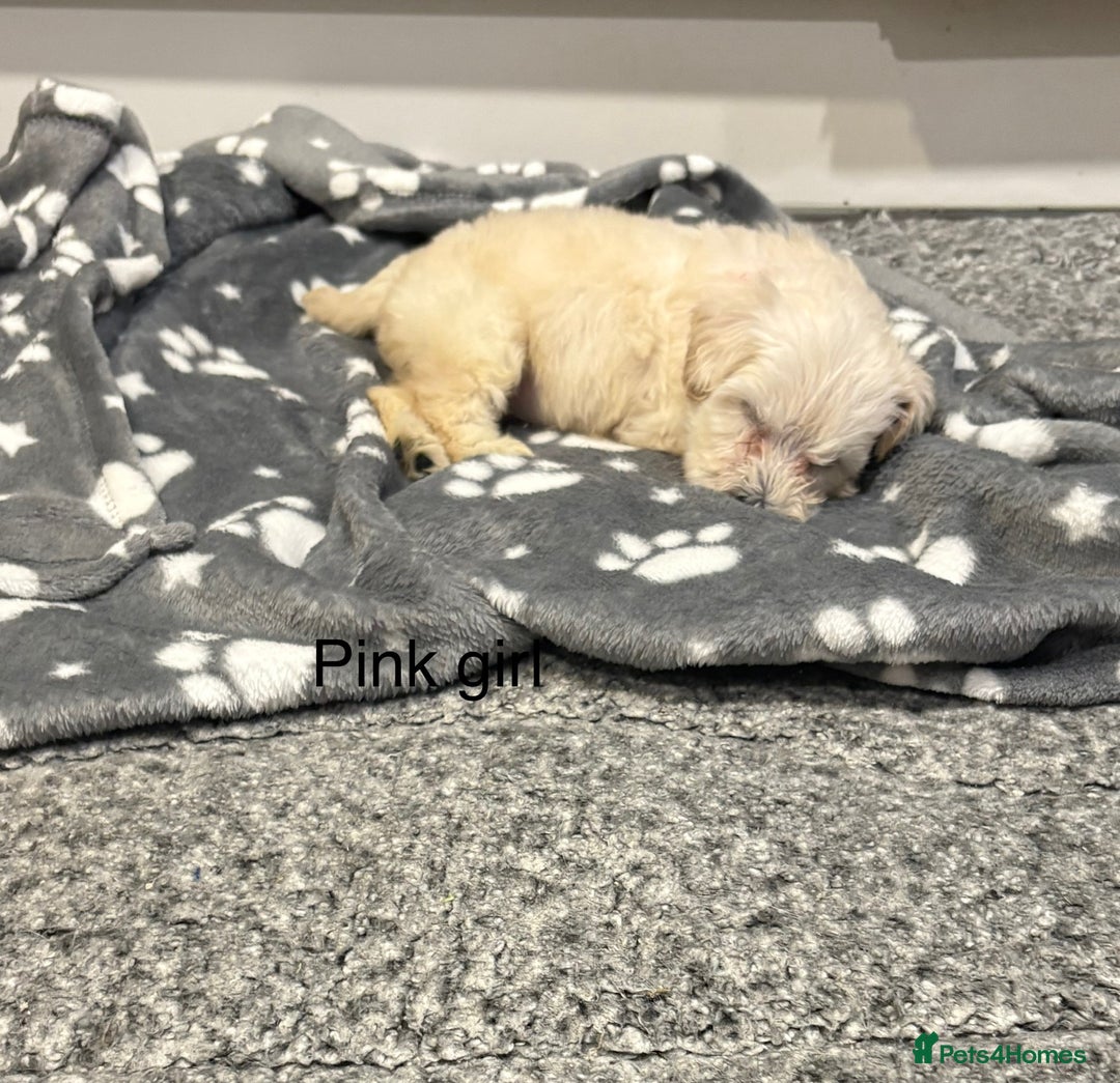 Cockapoo dogs for sale: F1B cockapoo - Image 13