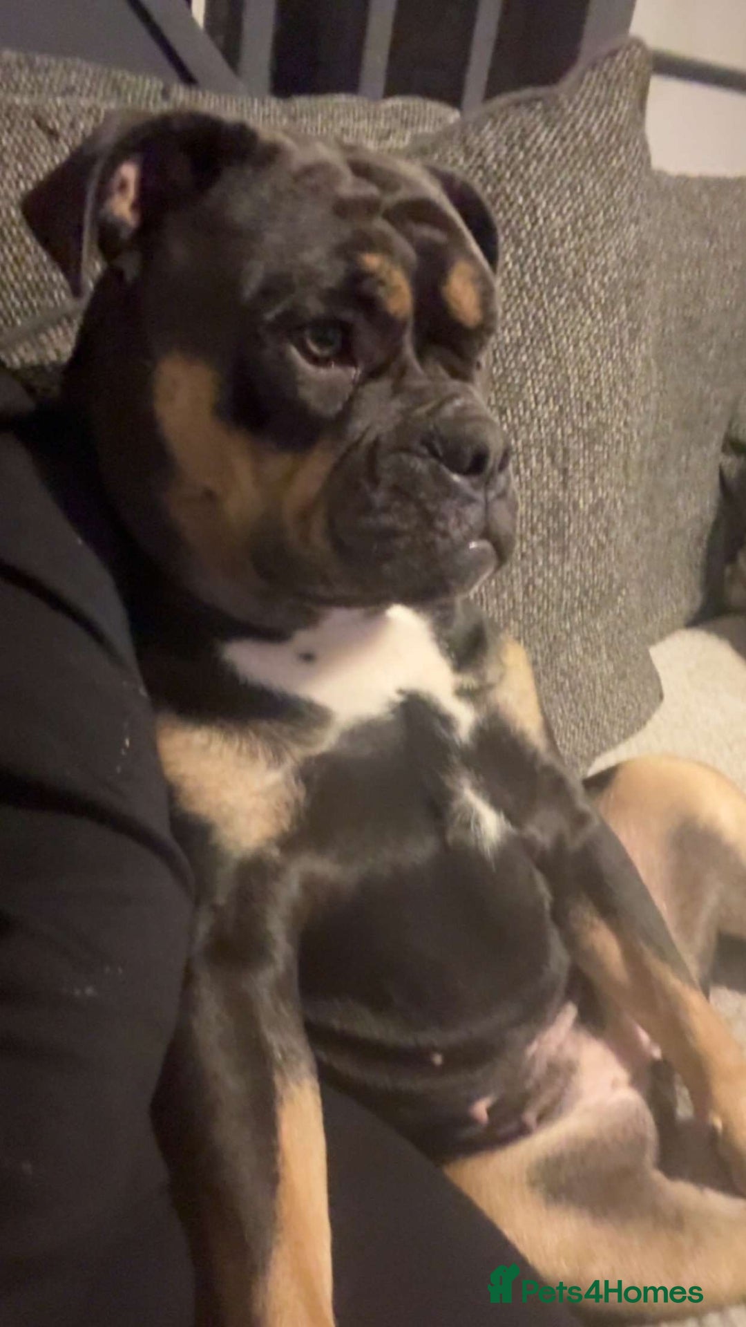 Olde English Bulldogge dogs for sale: Dolly - Advert 3