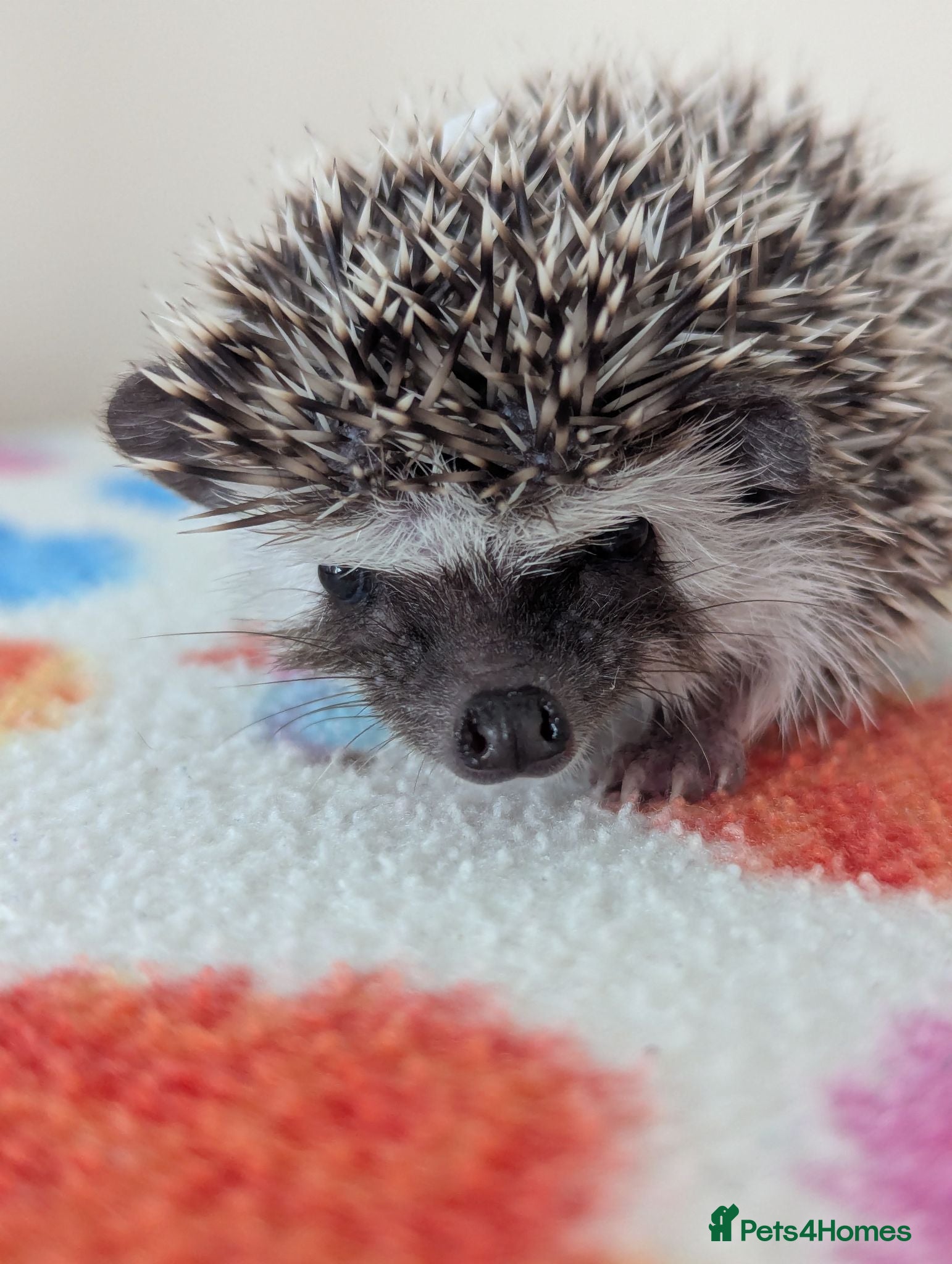 Pygmy Hedgehog rodents Beautiful Female Hoglets Ready Now 8 weeks old!!! - Advert 1