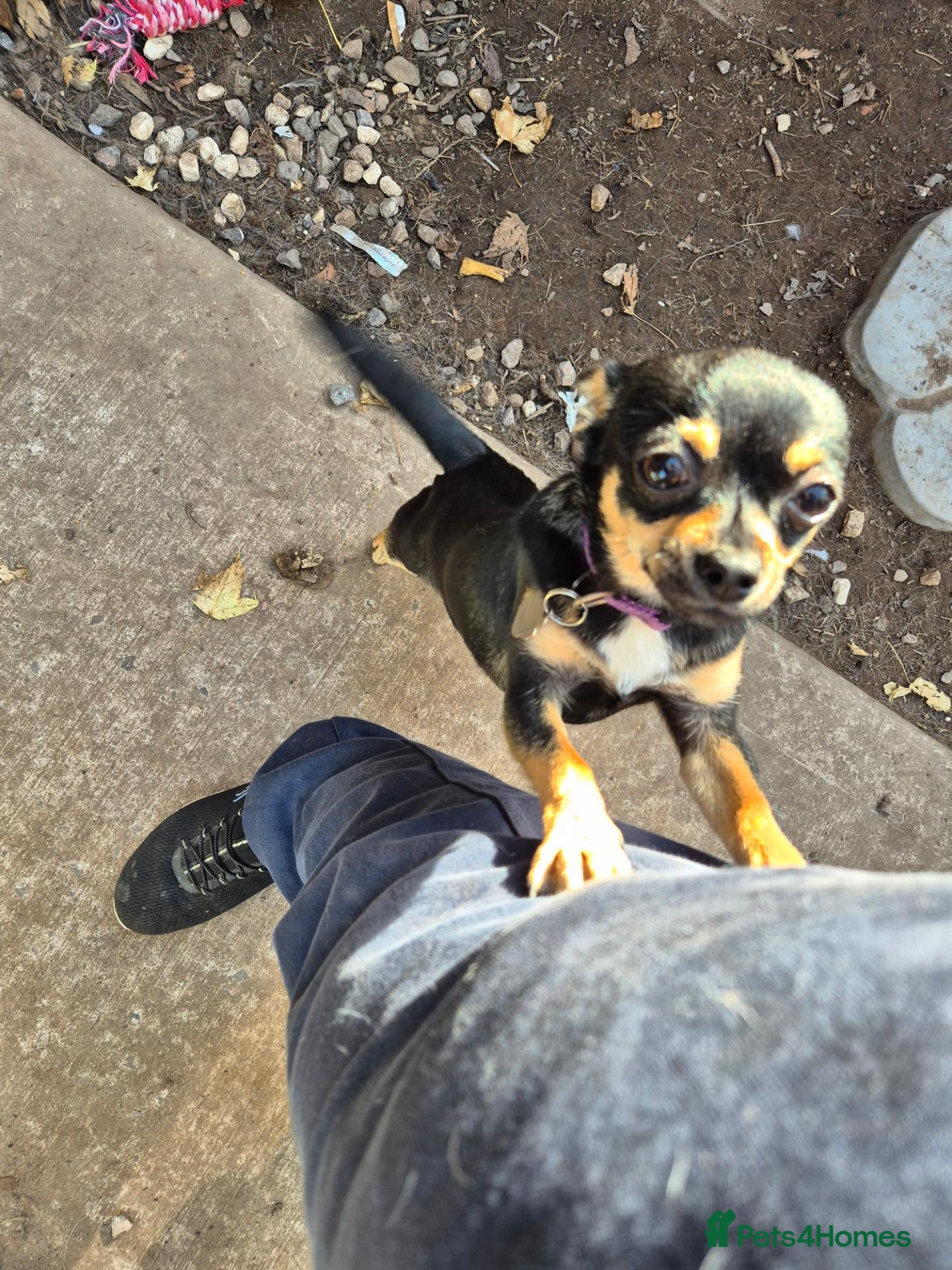 Mixed Breed dogs Chorkie bitch for sale - Advert 1