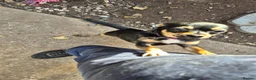 Mixed Breed dogs for sale: Chorkie bitch for sale - Advert 1